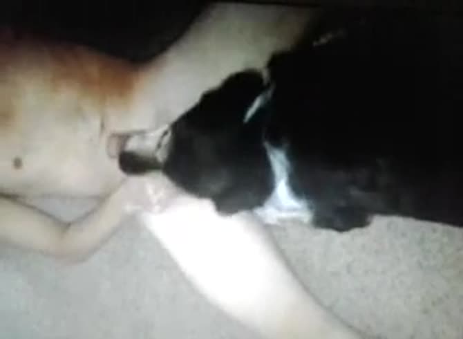 Video :Gay getting blowjob from dog in dog porn tube